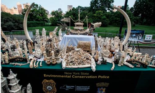 Zur Zerstörung aufgereihte konfizierte Elfenbein-Kunstwerke während eines öffentlichen "Ivory Crush" im Central Park, NY (ZUMA Press, Inc./Alamy Stock Photo)